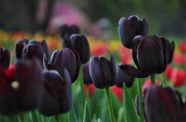 郁金香代表什么花语含义