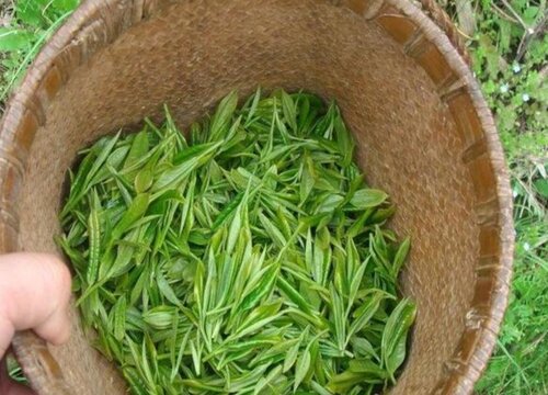 毛尖茶叶的功效与作用