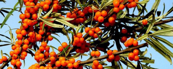 吃沙棘果有什么好处