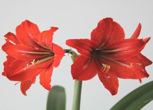 对对红的养殖方法和注意事项有哪些