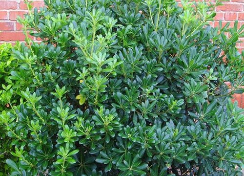 海桐花期是什么时候