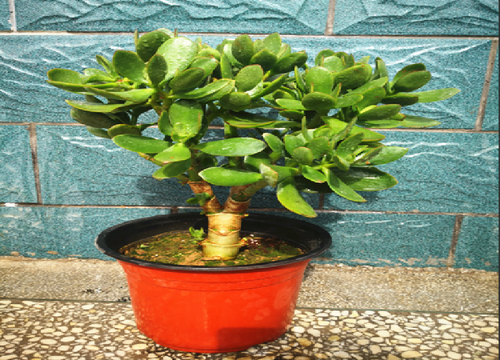 怎样才能将玉树养成老桩