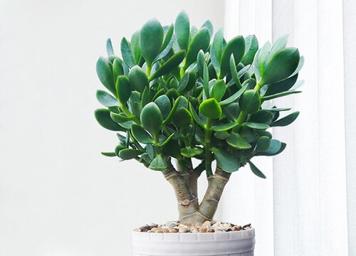 怎样才能将玉树养成老桩