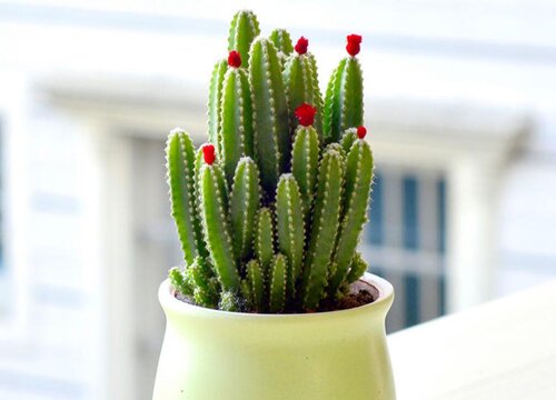 聚财山多肉怎么养