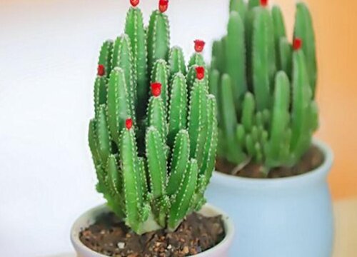 聚财山多肉怎么养