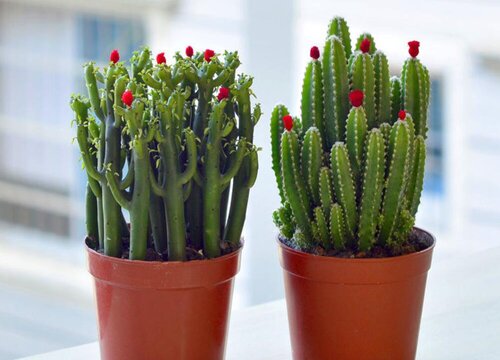 聚财山多肉怎么养