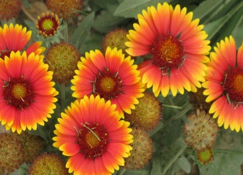 天人菊花期是什么时候