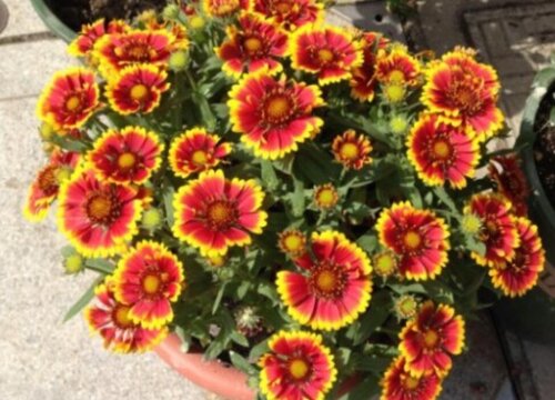 天人菊花期是什么时候