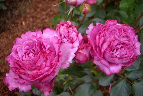 伊芙系列月季哪个最值得种植