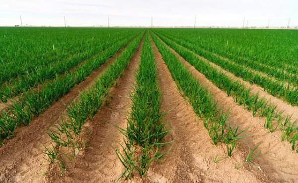 葱栽上后为什么慢慢死了