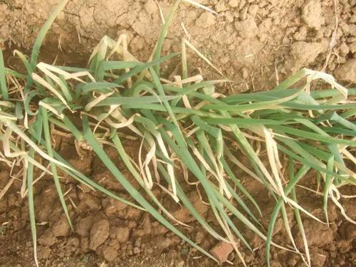 葱栽上后为什么慢慢死了