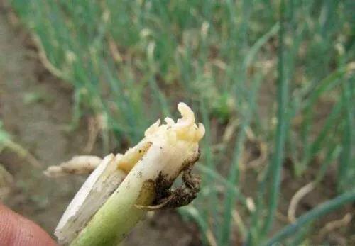 葱栽上后为什么慢慢死了