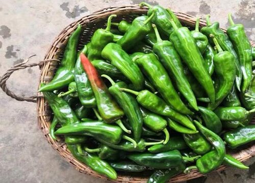 青椒种植时间和方法