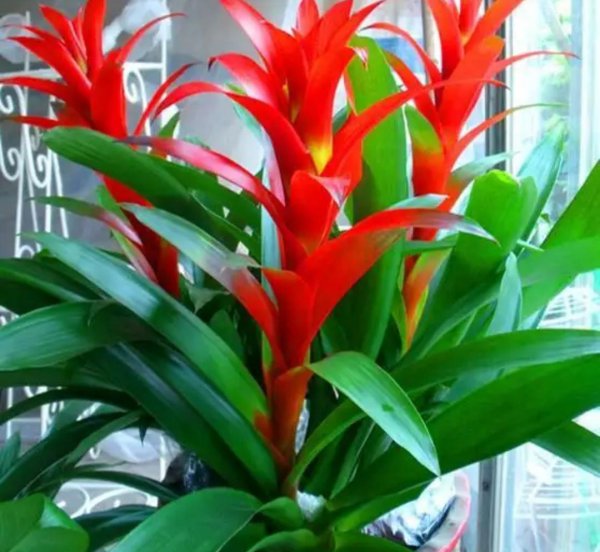 适合家里养的花和植物有哪些