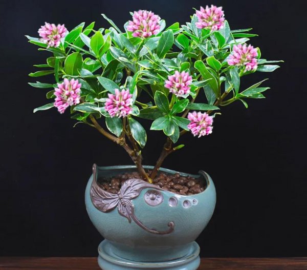 适合家里养的花和植物有哪些