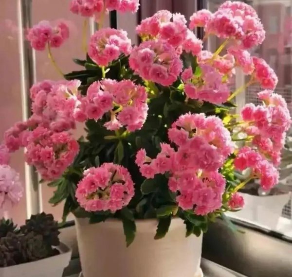 适合家里养的花和植物有哪些