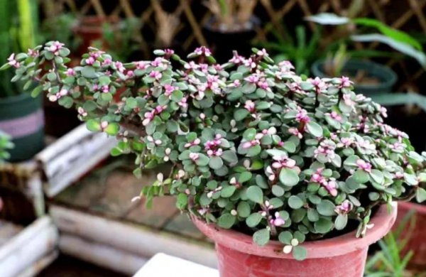 适合家里养的花和植物有哪些