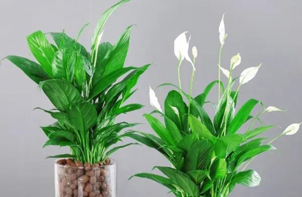 适合家里养的花和植物有哪些