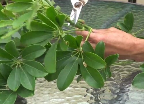 鹅掌柴多长时间浇一次水