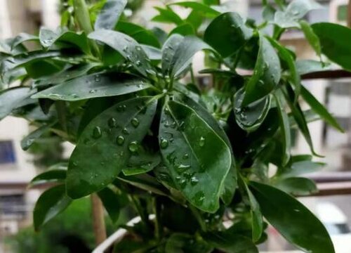 鹅掌柴多长时间浇一次水