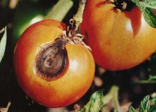 西红柿炭疽病发病原因及治疗方法