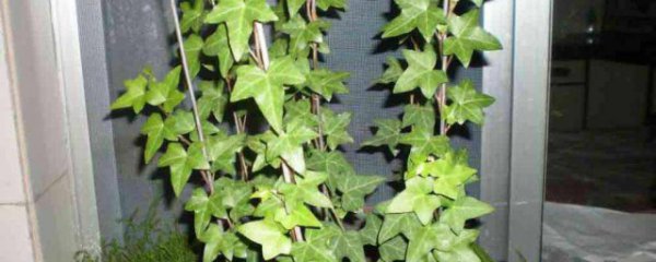 卧室内最适合养什么花草