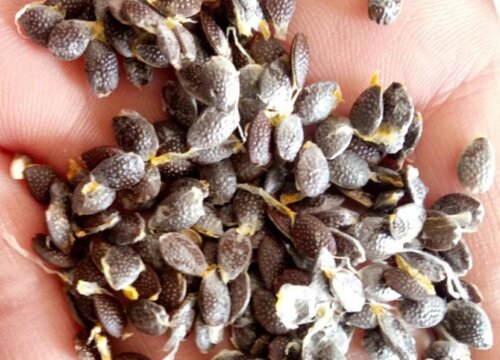 百香果用的种子可以种吗