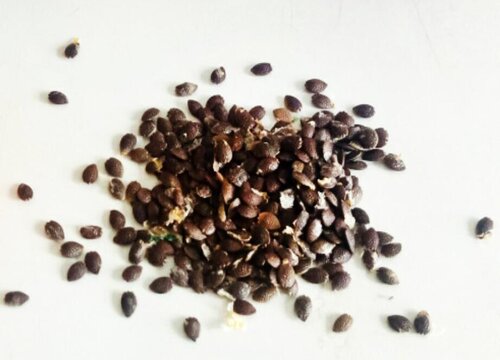 百香果用的种子可以种吗