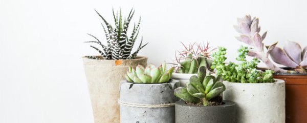 多肉植物什么季节换盆