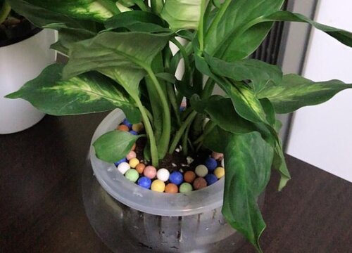 万年青多久浇一次水比较好