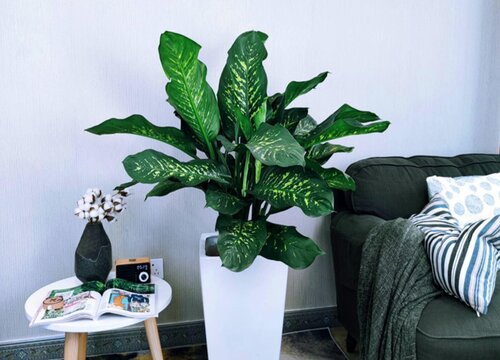 万年青多久浇一次水比较好