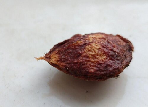 李子种子怎么发芽快