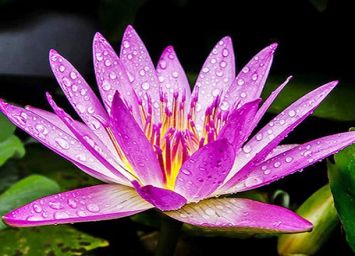 睡莲长什么样子图片