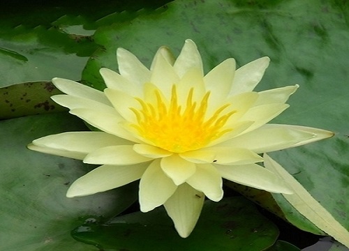 睡莲长什么样子图片