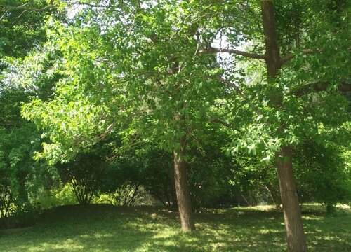 橡胶树值钱吗  市场价格