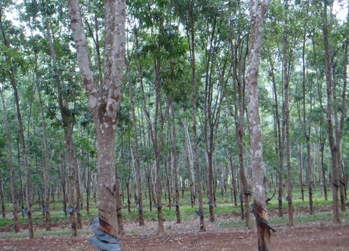 橡胶树值钱吗  市场价格