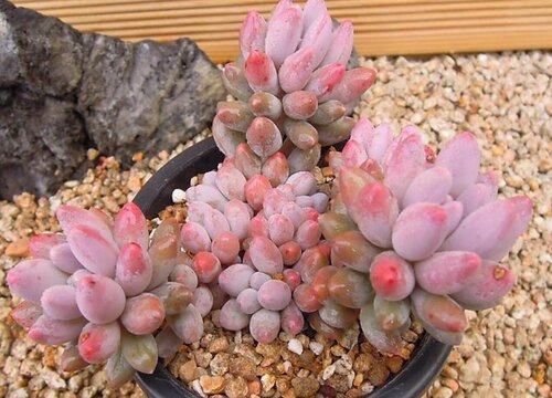 多肉植物养护方法小知识