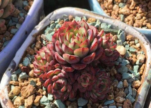 多肉植物养护方法小知识