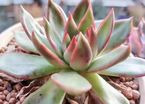 多肉植物养护方法小知识