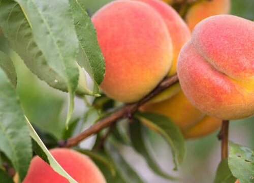 李亚科代表植物有哪些