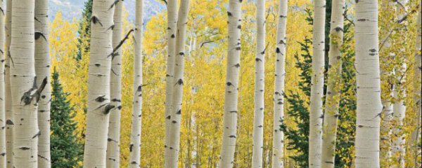 白杨树有哪些特点