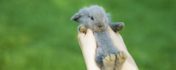 属兔的本命年佩戴什么辟邪