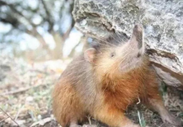 已灭绝又被复活的动物的名称