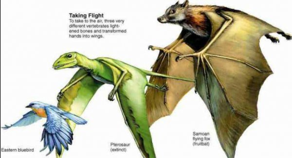 已灭绝又被复活的动物的名称