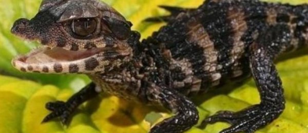 已灭绝又被复活的动物的名称