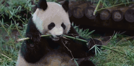 已灭绝又被复活的动物的名称