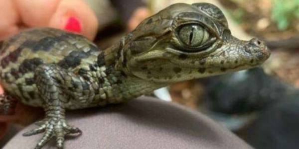 已灭绝又被复活的动物的名称