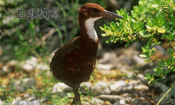 已灭绝又被复活的动物的名称