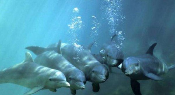 已灭绝又被复活的动物的名称