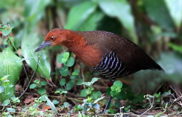 已灭绝又被复活的动物的名称